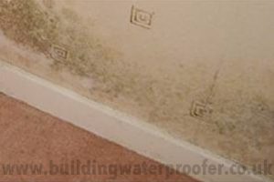 rising damp mould