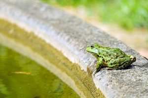 Waterproofing Ponds and Water Features